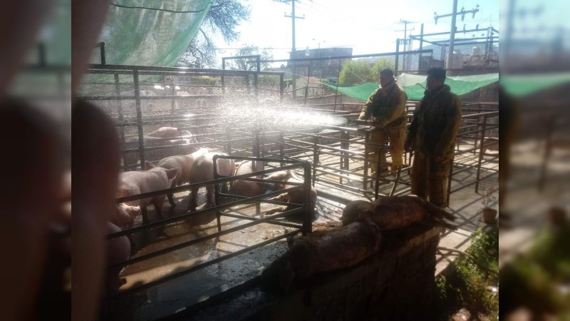 Enjambre ataca camión cargado con puercos, en Purépero; 4 animales muertos 