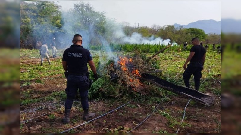 Destruyen policías 2 plantíos de mariguana, en Tumbiscatío 