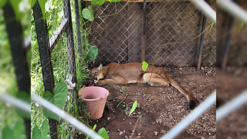 Guardia Civil revienta narcocampamento y asegura a un puma que tenían encerrado 