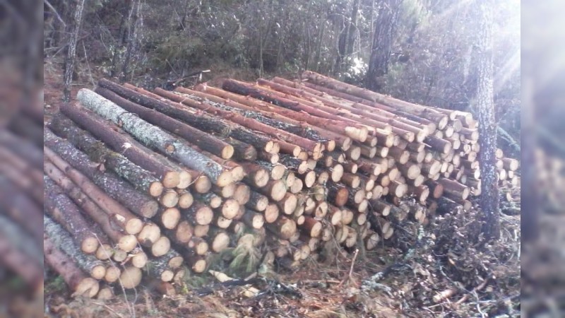 Incesante la tala de bosques, en el Oriente michoacano  