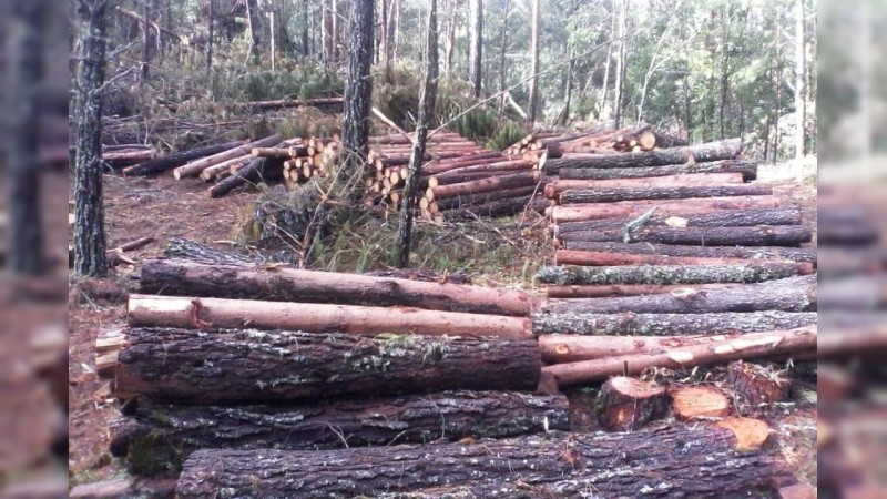 Incesante la tala de bosques, en el Oriente michoacano  