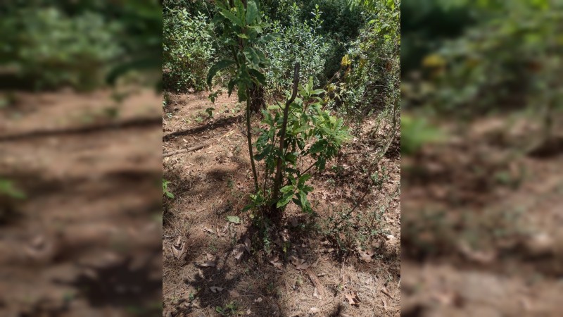 Aseguran predio por cambio de uso de suelo para plantar aguacate