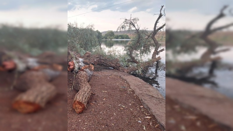 Muere niña en hospital de Jacona, luego de caerle un árbol encima