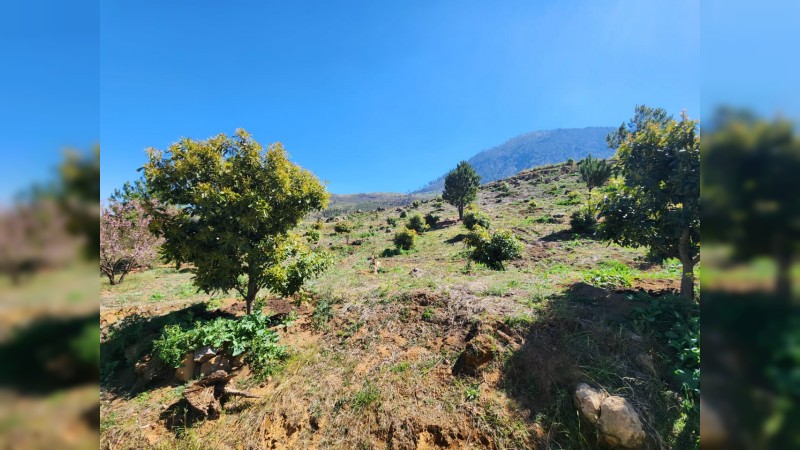 Asegura FGE predio relacionado en delitos contra el ambiente en Zacapu