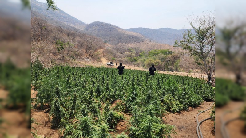 En Huetamo, policías detectaron y erradicaron 5 plantíos de mariguana  