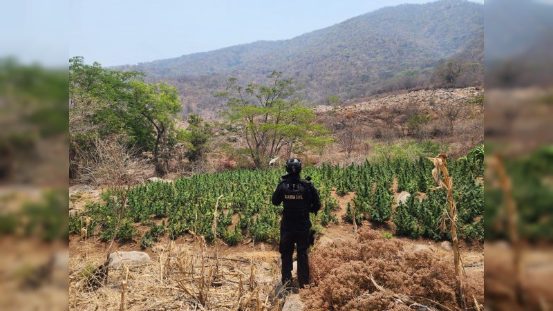 En Huetamo, policías detectaron y erradicaron 5 plantíos de mariguana  