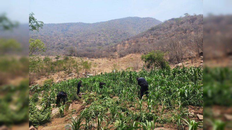 En Huetamo, policías detectaron y erradicaron 5 plantíos de mariguana  