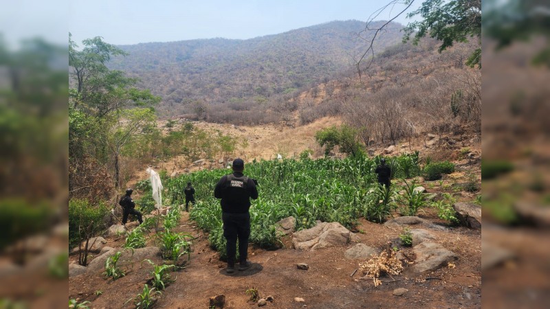 En Huetamo, policías detectaron y erradicaron 5 plantíos de mariguana  