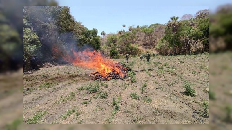 Erradican policías y militares 5 plantíos de mariguana, en La Huacana  