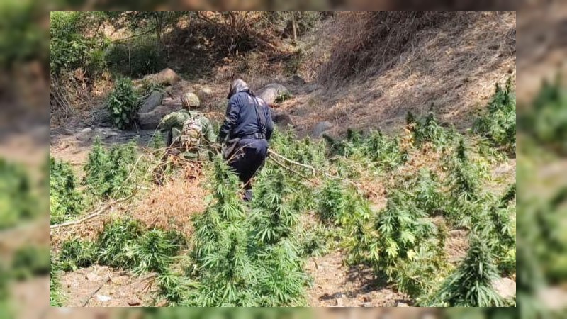 Erradican policías y militares 5 plantíos de mariguana, en La Huacana  