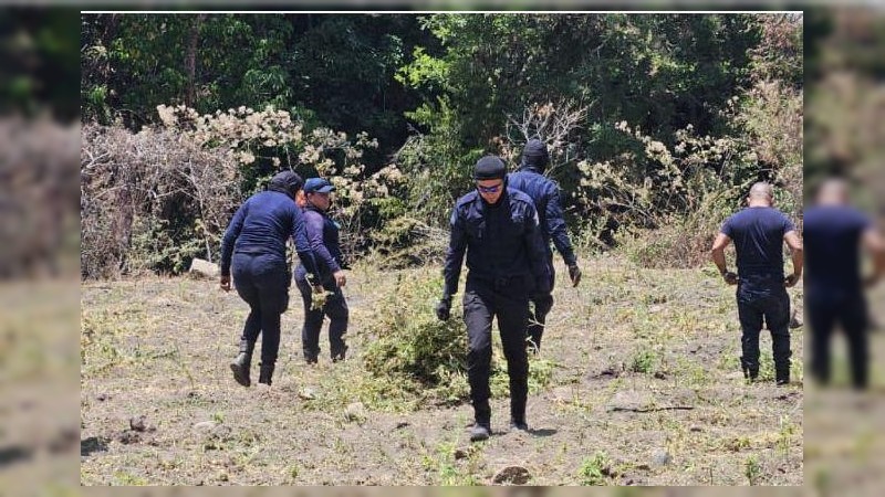 Erradican policías y militares 5 plantíos de mariguana, en La Huacana  