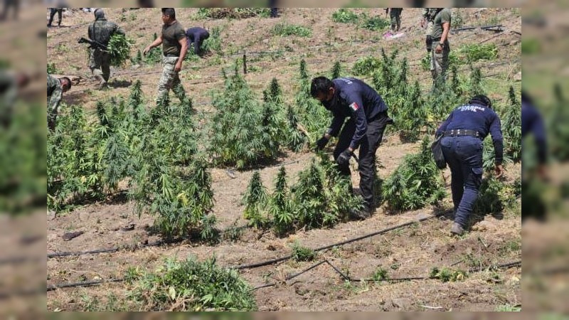 Erradican policías y militares 5 plantíos de mariguana, en La Huacana  