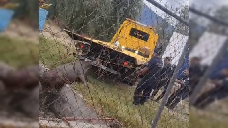 Tras varias horas de acción, rescatan a toro que cayó a pozo 