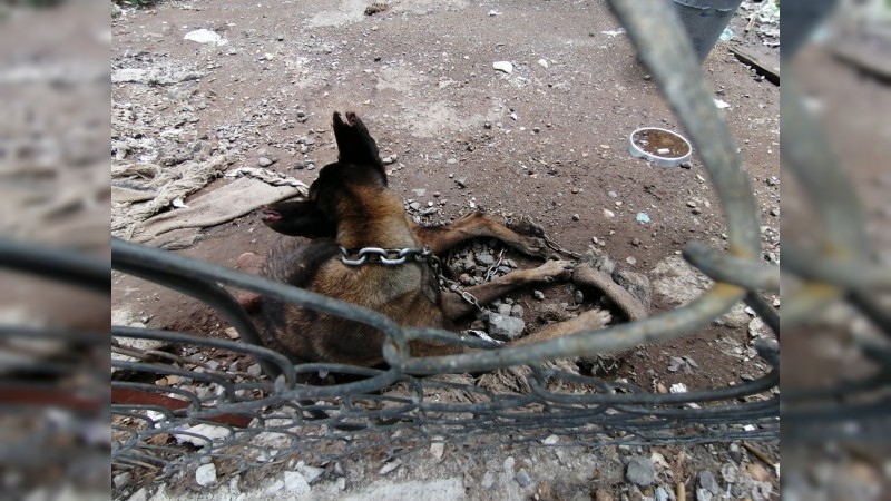 Aseguran a perrito que era maltratado, en La Piedad 