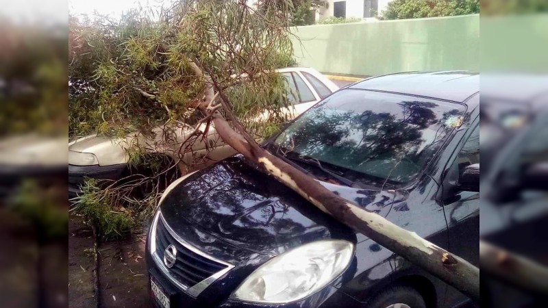 Cae árbol sobre auto, en la Vasco de Quiroga 