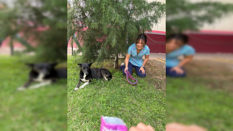 Preocupación creciente: Ciudad Salud se convierte en un nicho de abandono de mascotas