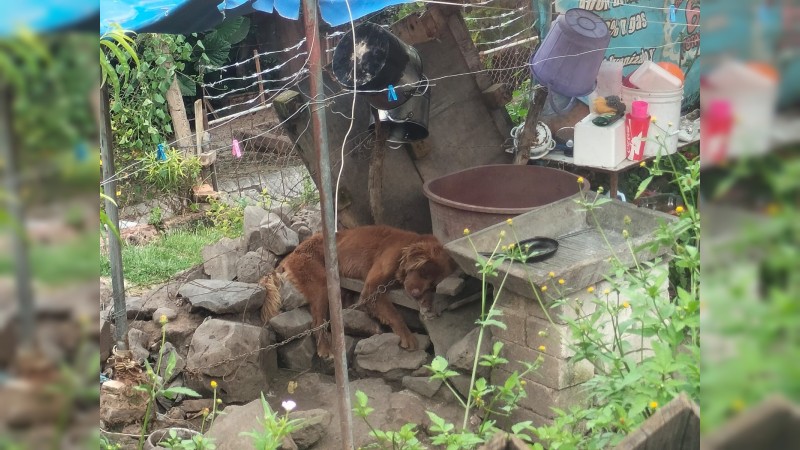 Mantenían a un perro amarrado y desnutrido; FGE asegura al can 