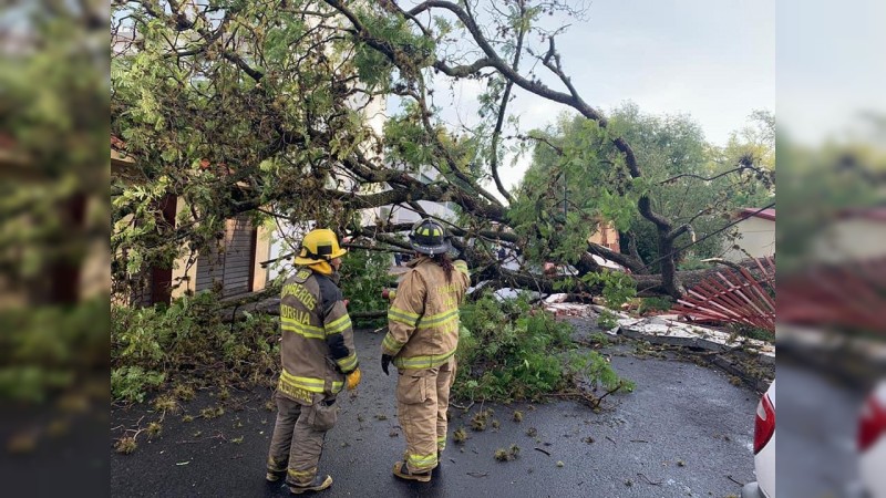 Árbol se desploma y tumba barda, en Morelia  