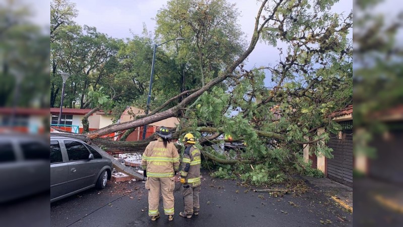 Árbol se desploma y tumba barda, en Morelia  