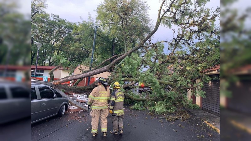 Árbol se desploma y tumba barda, en Morelia  