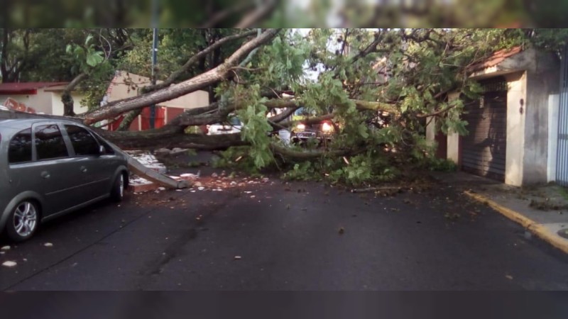 Árbol se desploma y tumba barda, en Morelia  