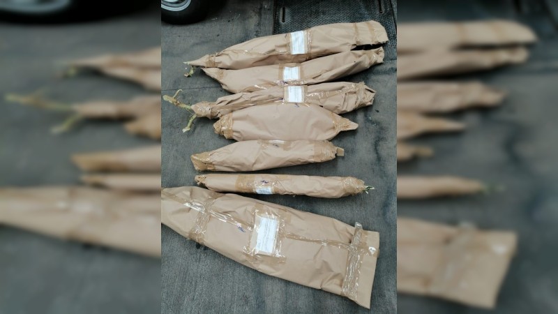 Aseguran plantío de marihuana en Tarímbaro y detiene a implicado