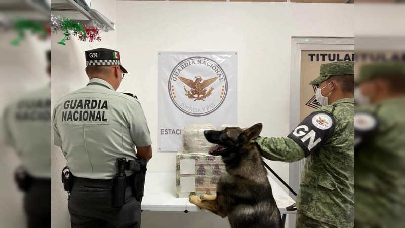 Decomisa Guardia Nacional 7 kilos de mariguana, en paquetería de Morelia