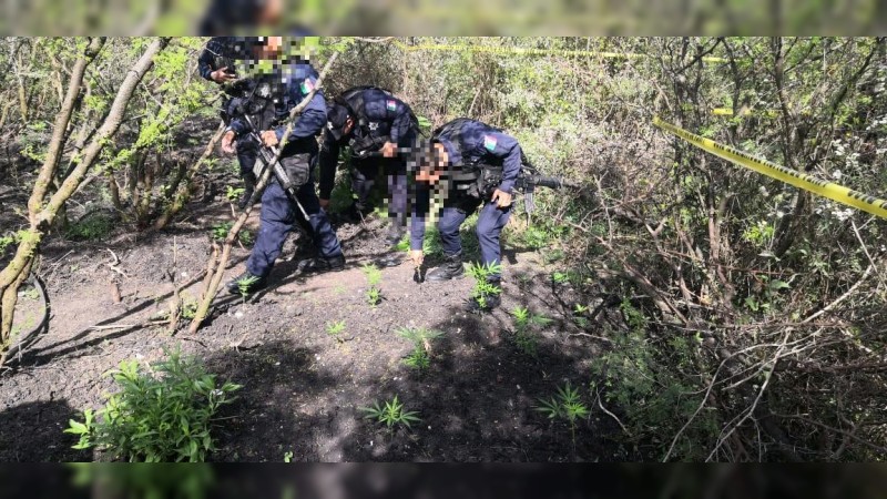 Destruyen plantío de mariguana, en Zamora 